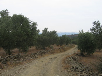 Durant alguns quilòmetres la pista circula entremig d'oliveres