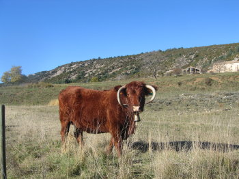 Vaca pasturant al pla de Busa