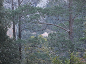 Entremig dels arbres, al fons de la Vall, Sant Pere de Graudescales