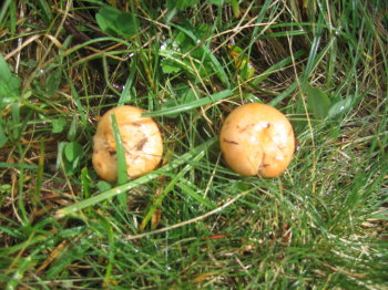 Rovellons que vam trobar baixant Rovellons que vam trobar baixant