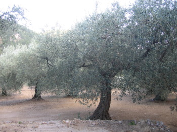 Camp d'oliveres