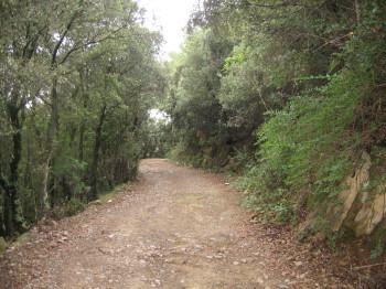 Camins humits i fangosos entremig de la frondositat dels boscos de la Garrotxa