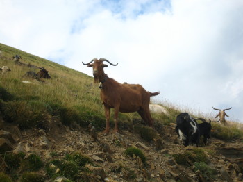Cabres pasturant per la Sierra de las Cutas