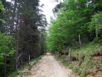 Pista poc transitada prop del Collet Llebató