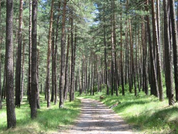 Bosc de pins, al peu del riu de Saldes
